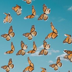 Meet your Posher, Leah